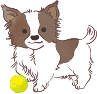 パピヨン子犬(ボールで遊ぶ)かわいい犬