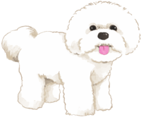 Bichon Frize (standing) Dog's real cool