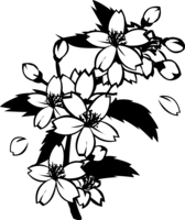 白黒の桜の花と枝／春