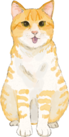 Funny face of cat (mixed hybrid with tiger pattern)