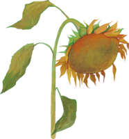 Withered sunflower illustration (fashionable and beautiful real edition)