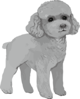 Toy Poodle with black and white silhouette-real handwriting style
