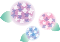 Three cute hydrangeas that are vaguely transparent