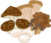 各种蘑菇插图/秋天