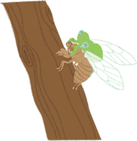 Cicada emergence / summer