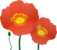 Poppy-Flower