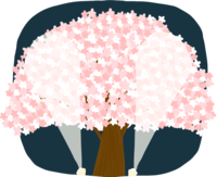 かわいい夜桜の大木がライトアップされる