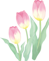 リアル綺麗チューリップイラスト(ピンクの花が背の順に3輪並ぶ