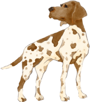 German-Shorthaired-Pointer (standing) Dog's real cool