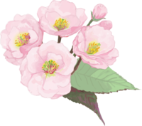 真实美丽的八重樱树枝插图4朵花和无蕾饰(背景)