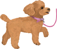 Toy Poodle walk-handwriting style