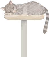 Cat (mixed hybrid with tiger pattern) Sleeping in a high place