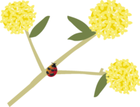 三叉の花とてんとう虫-春3~4月