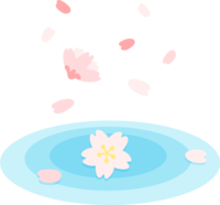 Cherry blossoms floating on the cute surface of the water
