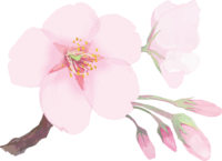リアル綺麗な桜の枝イラスト開花後の蕾の飾り背景なし(透過