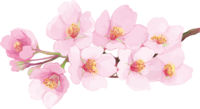Real beautiful cherry blossom branch illustration-Full bloom decoration No background (transparent)