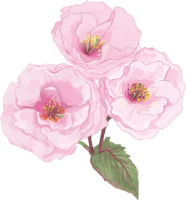 Real beautiful double cherry blossom branch illustration-3 flower decorations No background (transparent)