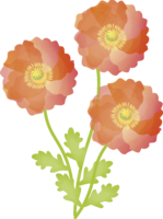 Poppy (Papaver rhoeas) (flower) Spring