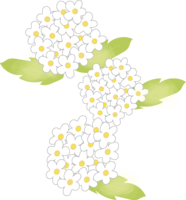 Kodemari (flower) Spring