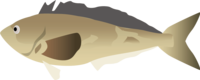Atka mackerel-fish