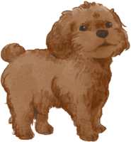 Toy Poodle (standing-puppy) Really cool dog