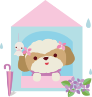 Shih Tzu (dog) rainy season-umbrella-cute animal