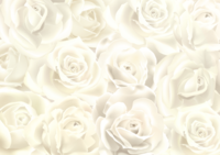 全面に咲く白薔薇-背景