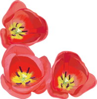 真实漂亮的郁金香插图(从上面看的红花