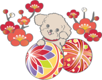 Year of the dog (Temari) Japanese style 2018 Toy Poodle is cute