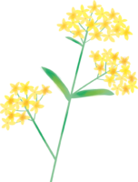 Jorohana (Ominashi) (Flower) Summer