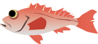 メヌケ-魚