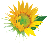 Sunflower blooming illustration (fashionable and beautiful real edition)