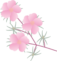Matsuba peony (flower) summer