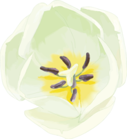 Real beautiful tulip illustration (white flower enlargement-stamen and pistil