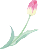 Real beautiful tulip illustration (pink flowers at the beginning of bloom)