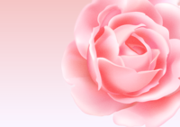 Pink background Rose-Background