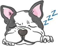 French bulldog (sleeping face) cute dog
