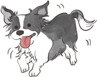Border Collie (running) cute dog