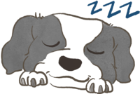 ボーダーコリー(寝顔)かわいい犬