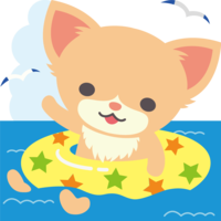 チワワ(犬)海開き-かわいい動物