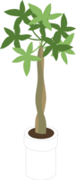 シンプルな木-パキラ