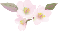 Real beautiful cherry blossom branch illustration-beautiful decoration No background (transparent)