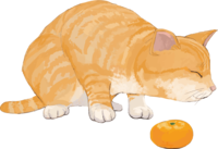 Cat (mixed hybrid with tiger pattern) I hate oranges
