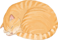 Cat (mixed hybrid with tiger pattern) Rounded with a kotatsu