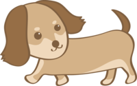 Cute dachshund (walking) dog