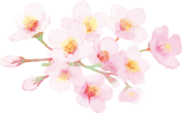 リアル綺麗な桜の枝イラスト-開花後のキレイに咲く飾り背景なし(透過