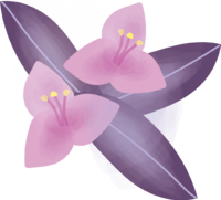 紫御殿(むらさきごてん)(花)夏