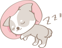 かわいいチワワ(寝る)犬