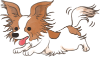 パピヨン(走る)かわいい犬