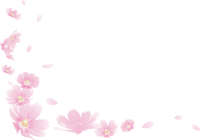 Simple background of cherry blossom decoration spreading in the lower left corner